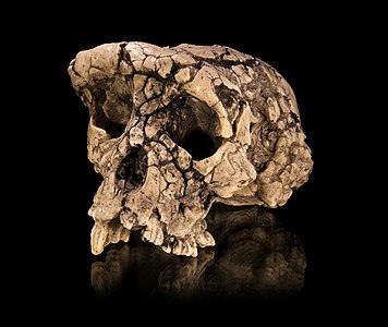 Toumaï 2001-2002 yılları arasında Çad'ın kuzeyinde keşfedilen, soyu 7 milyon yıl önce tükenmiş Sahelanthropus tchadensis türüne ait fosildir. Bulunabilen kemikler sadece kafatasına aittir (182,5x105x97 mm³). Türün homo-pan ayrımının öncesine mi yoksa sonrasına mı dahil olduğu hâlen tartışmalıdır (23 Haziran 2010, Toulouse, Fransa). (Üreten: Didier Descouens)