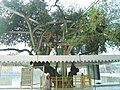 The sacred tree near Golden Temple.