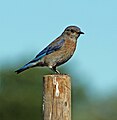 Western Bluebird, Sonoma, CA
