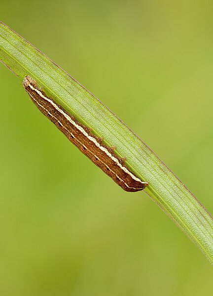 File:Xylena (Lithomoia) solidaginis caterpillar, Niitvälja bog.jpg
