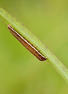 Xylena (Lithomoia) solidaginis caterpillar, Niitvälja bog.jpg