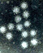Noroviruses