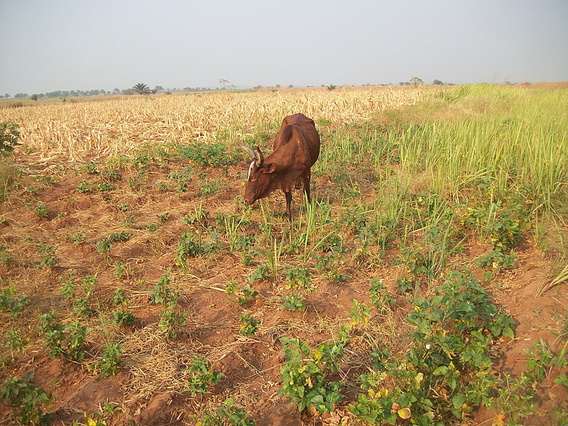 File:A cow eating in BakwaTshileo.jpg
