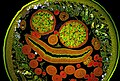 Cross-section of the parasite Ascaris under 200x magnification. Winner of the Microscopy images category 2017, Massimo Brizzi, Italy