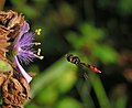 Flower-fly
