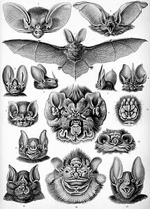 Ernst Haeckel'in Kunstformen der Natur adlı eserinden Yarasalar. 1. ve 2. Plecotus auritus, 3. Nyctophilus geoffroyi, 4. Megaderma spasma, 5. Chrotopterus auritus, 6. ve 7. Lonchorhina aurita, 8. Natalus stramineus, 9, Mormoops blainvillii, 10. Anthops ornatus, 11. Phyllostomus hastatus, 12. Furipterus horrens, 13. Rhinolophus ferrumequinum, 14. Centurio senex, 1842, 15. Vampyrum spectrum (1904). (Üreten: Ernst Haeckel)
