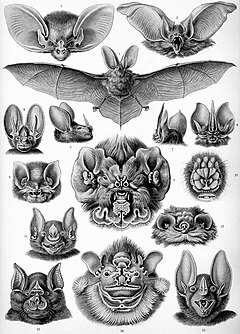 "Chiroptera" fro Kunstformen der Natur da Ernst Haeckel, 1904