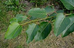 Spilvaugļu papele (Populus trichocarpa)
