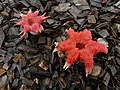 14. Vörös tintahalgomba (Aseroë rubra), Springbrook Nemzeti Park, Queensland, Ausztrália (javítás)/(csere)