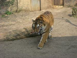 E Sibireschen Tiger