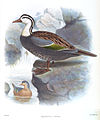 Male (top) and female Peruvian torrent duck, turneri morph