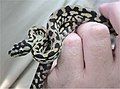 Carpet python, Morelia spilota
