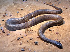 Taipan menší, patrně nejjedovatější had na světě