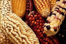 File:GEM corn.jpg (2004-10-22)