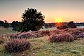 26. A Westruper Heide természetvédelmi terület (Haltern am See, Észak-Rajna-Vesztfália, Németország) (javítás)/(csere)