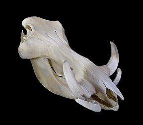 Crâne de phacochère commun (Phacochoerus africanus) mâle. (définition réelle 4 605 × 4 032)