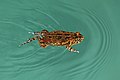 8. A varangyfélék családba, azon belül pedig a Sclerophrys nembe tartozó Sclerophrys gutturalis úszkál a Sibhayi-tóban (Dél-Afrika) (javítás)/(csere)