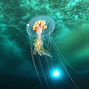 Antarctic jellyfish Diplulmaris antarctica under the ice