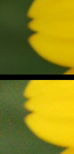 مقایسه‌ای بین دو پرونده: برشی از هر دو عکس در حالت بزرگنمایی صد در صد. عکس بالا با حساسیت ۱۰۰ گرفته شده و عکس پایین با حساسیت ۱۶۰۰.