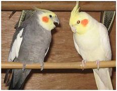 Two different-coloured male cockatiels