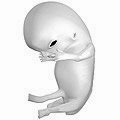Fetus at 8 weeks after fertilization[3]