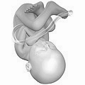 Fetus at 38 weeks after fertilization[5]