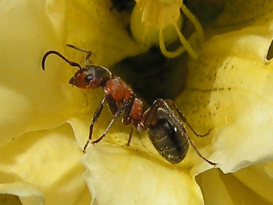 File:Ant in flower.jpg