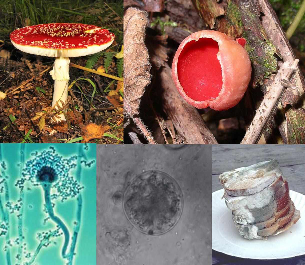 Fungi_collage