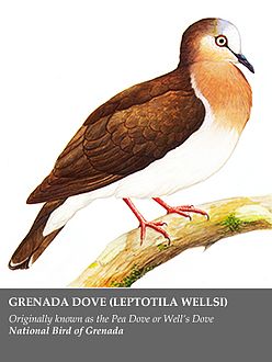 ملف:Grenada dove.jpg