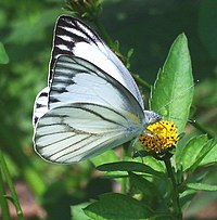 Kupu-kupu Appias libythea, mengisap nektar Bidens sp.