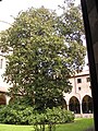 Ol ciòster de la Bazìlica co la Magnolia grandiflora