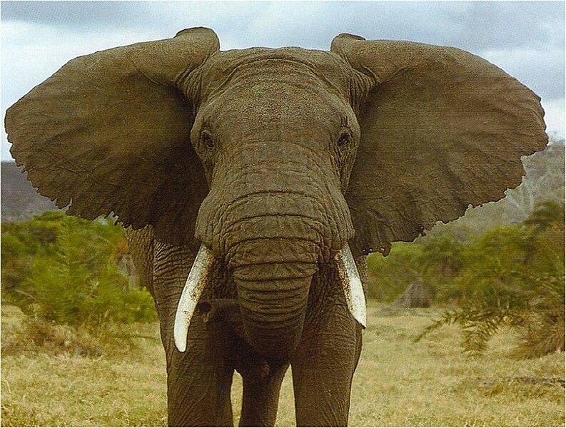 चित्र:Elephant-आमाआका.jpg