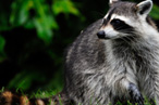 Rabid Raccoons Invade Central Park