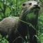 The European otter is found in the UK