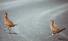 pheasants on road