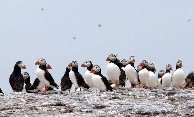 Week in wildlife: Numbers bounce back at struggling puffin colony