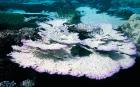 Coral bleaching Maldives Indian Ocean