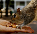 A person feeds nuts to a squirrel