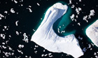 An ice island broke off from the Petermann Glacier, Greenland, Arctic