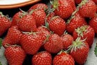 FREE Strawberry 'Florence' + mixed vegetable seeds