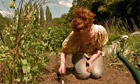 Alys Fowler explains how to use green manure to keep your allotment fertile and weed-free