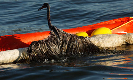 stricken bird oil spill