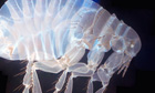 Image of a human flea taken with a microscope with a giant lens, , known as the Mesolens