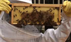 The Beehaus, an urban beehive