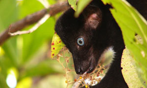 A male Sclater's black lemur endangered primates