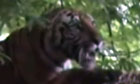 Bangladesh tiger