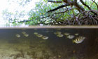 Biodiversity 100: Indonesia : Archerfish in Mangrove Swamp