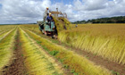 A French farmer harvesting a flax field,