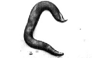 larval worm