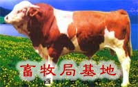 山东省正阳大型肉牛种羊养殖场